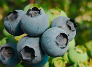 ��ɽ��С��ݮ���ô�������¸���