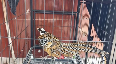 �����������������ڽ�ʩ����